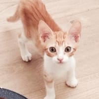 Lieber, junger Kater Pelayo, Kater zur Adoption