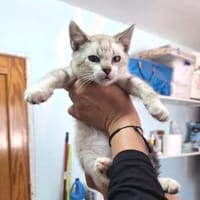 Zutraulicher, junger Kater Mc Eyes, Kater zur Adoption