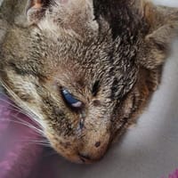 Liebe, verschmuste Katze Lotta, Katze zur Adoption