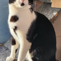 Junger, lebensfroher Kater Lenny, Kater zur Adoption