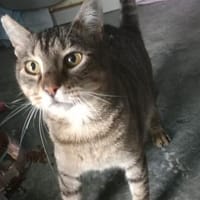 Liebevoller Kater Cádiz, Kater zur Adoption