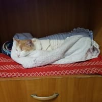 Liebes, sanftes Katzenmädchen Blonda, Katze zur Adoption