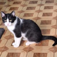 Verschmuster Kater Lyon, Kater zur Adoption