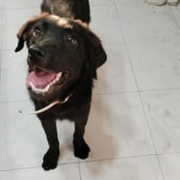 Holly ist in Deutschland, Hund zur Adoption