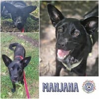 MANJANA * möchte HEUTE verständige Mensc, Hündin zur Adoption