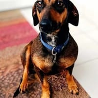 SOS Malena - Dackelfans aufgepasst!, Hündin zur Adoption