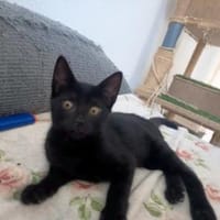 Liebenswertes Katzenmädchen Lola, Katze zur Adoption