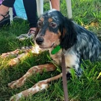 Sanfter Rüde sucht liebe Menschen, Hund zur Adoption