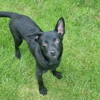 Liebe Hapi ❤ in Löningen Niedersachsen, Hündin zur Adoption