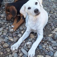 Banjo sucht ein schönes Zuhause, Hund zur Adoption