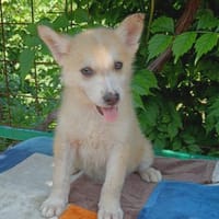 💕Skadi💕 sucht eine liebe Familie🐾💕🐾, Hündin zur Adoption