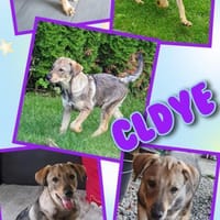 Toller Clyde sucht neue Familie!, Hund zur Adoption
