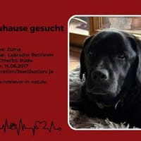 Zuma sucht sein endgültiges Zuhause, Hund zur Adoption