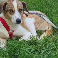 Nini ist eine sanfte, so liebe Hündin!, Hündin zur Adoption