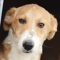 JIMMY-hübscher, verspielter Jung-Rüde, Hund zur Adoption
