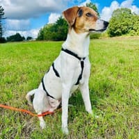 🌟 Cody - junger Bub mit viel Potential, Hund zur Adoption