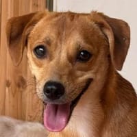 PUMUCKL-sanfter, Jung-Rüde, 41 cm, Hund zur Adoption