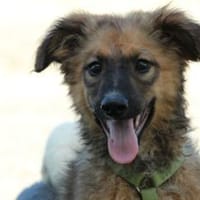 Snickers sucht seine Menschen..., Hund zur Adoption