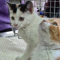 Katzengeschwister Mae & Minima, Katze zur Adoption