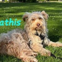 Mathis - anhänglich und aktiv 08/22 DE, Hund zur Adoption