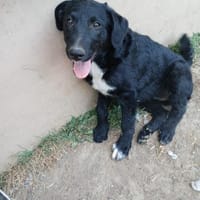 💕Finja💕 sucht ihre Menschen 🐾💕🐾, Hündin zur Adoption