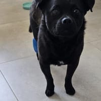Max sucht seine Menschen💙🐾💙, Hund zur Adoption
