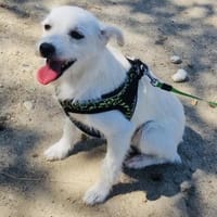Daysi unbeschreiblich lieb, Hündin zur Adoption
