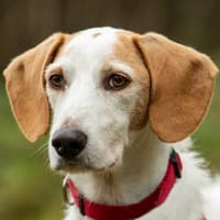 NUOVO - charmant&sensibel, Hund zur Adoption