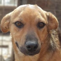 NOAH-hübscher Jung-Rüde, 37 cm, Hund zur Adoption