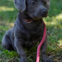 Hübscher Dackelmischling Jimmy sucht, Hund zur Adoption