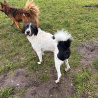Charlie sucht sein Menschen, Hund zur Adoption