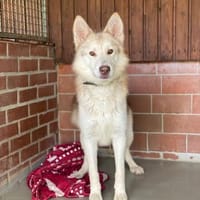 Wölfchen suchen ihr zu Hause, Hund zur Adoption