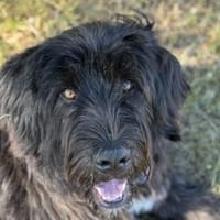 Stuart ist einfach nur großartig, Hund zur Adoption