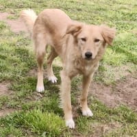 Lina, leinenführig, offen, aufgeweckt, Hündin zur Adoption