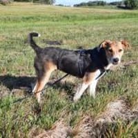 Jungrüde Kurzhaarcollie mix Flynn, Hund zur Adoption