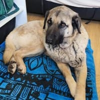 Katzenverträglicher Hoodie sucht Familie, Hund zur Adoption