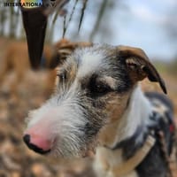 Ronny auf Pflegestelle, Hund zur Adoption