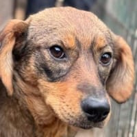 FABIENNE-ruhige, nette Hündin, 53 cm, Hündin zur Adoption