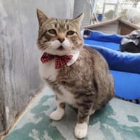 Charaktervoller Kater Tristan, Kater zur Adoption