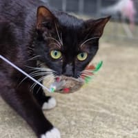 Hübsches Katzenmädchen Flora, Katze zur Adoption