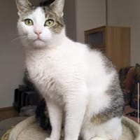 Brian FIV+ sucht dich, Kater zur Adoption