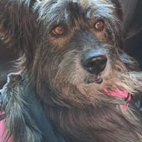 Betty, Hündin zur Adoption