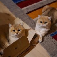 Karlchen und louis, Kater zur Adoption