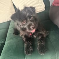 Struppi sucht ein Zuhause, Hund zur Adoption