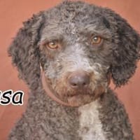 Ein Sprungbrett für Musa, Hund zur Adoption