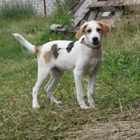 Sunny - gute Laune auf Familiensuche, Hund zur Adoption
