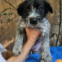Lilo, nettes Hundemädchen sucht Zuhause, Hündin zur Adoption