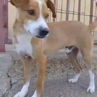 Fritz reist zu uns, Hund zur Adoption