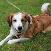 Bela kann ein echter Freund werden, Hund zur Adoption