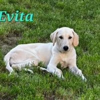 EVITA, Hündin zur Adoption